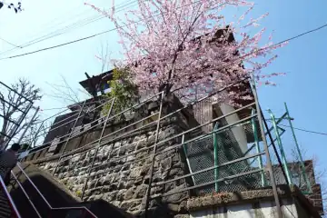 須賀神社の石段に早咲きの桜