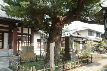 宗源寺のラカンマキ