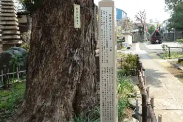 宗源寺のラカンマキの標柱