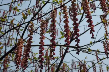 キブシ・神田川