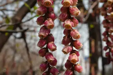 キブシ・神田川
