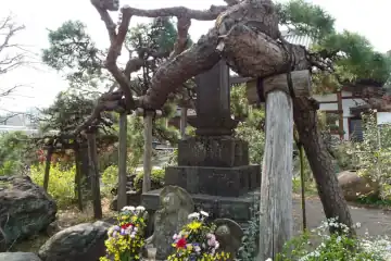長泉寺の老赤松