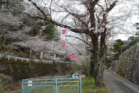 厚木市・飯山観音の桜は４分咲き
