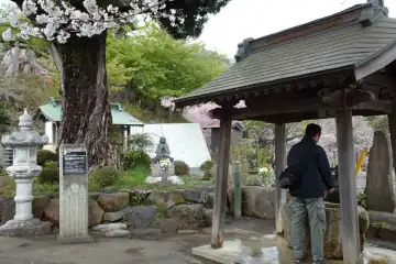 飯山観音の大イヌマキ