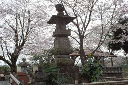 厚木市・飯山観音の桜が咲く参道