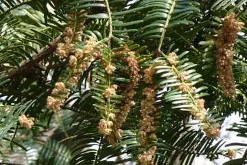 カヤ・七沢森林公園