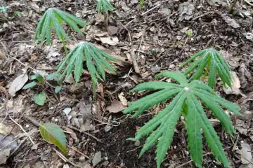 ヤブレガサ・七沢森林公園
