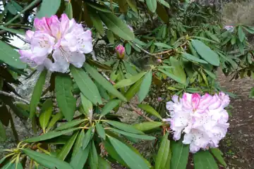 セイヨウシャクナゲ・七沢森林公園