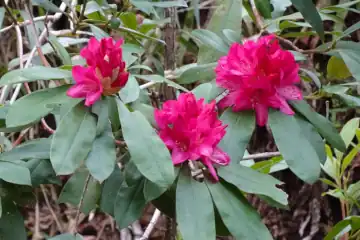 セイヨウシャクナゲ・七沢森林公園
