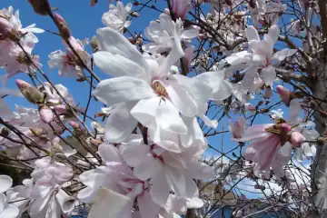 シデコブシ・姥穴山