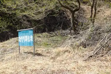 ヤシオ山登山口にカタクリ群生地