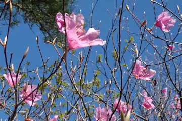 ヤシオ山のアカヤシオ