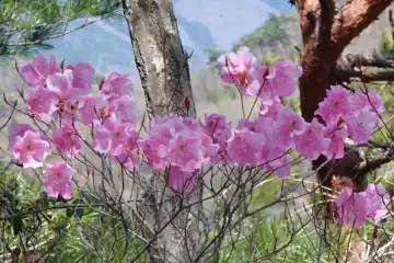 ヤシオ山のアカヤシオ