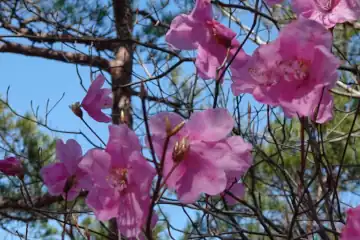 ヤシオ山のアカヤシオ