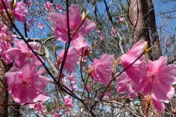 ヤシオ山のアカヤシオ