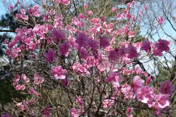 ヤシオ山のアカヤシオ