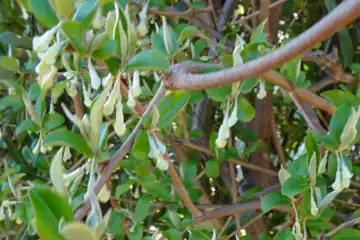 ナツグミ・足利市小俣町
