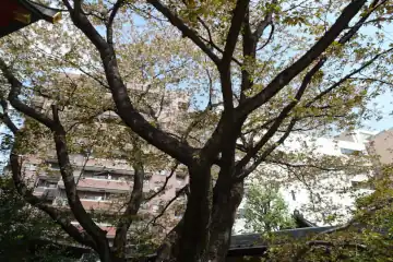 金王八幡宮の金王桜