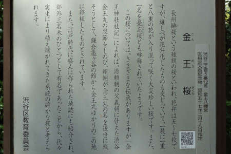 東京都渋谷区・金王八幡宮の金王桜案内板