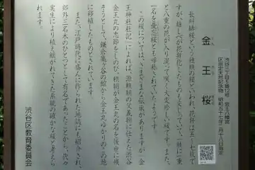 金王八幡宮の金王桜の案内板