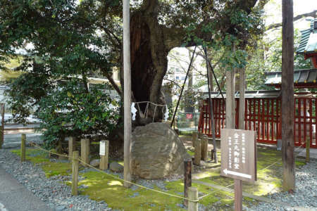 東京都渋谷区・金王八幡宮の神木シイノキ