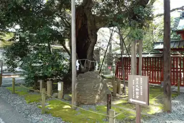 金王八幡宮の神木のシイノキ