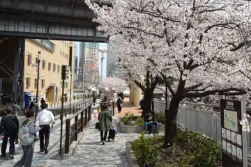 大崎橋の桜並木