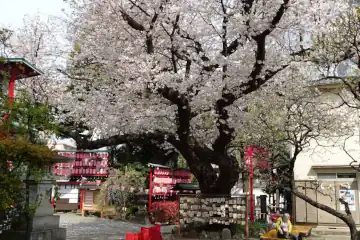 居木神社の桜は満開