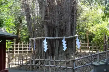 大國魂神社のご神木大イチョウ