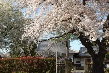 永福寺の桜