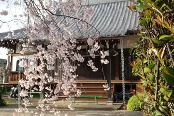 永福寺の枝垂桜と本堂
