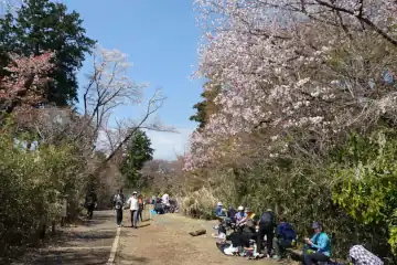 高尾山のもみじ台に山桜
