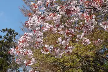 高尾山の山桜