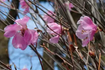 アカヤシオ・小仏城山