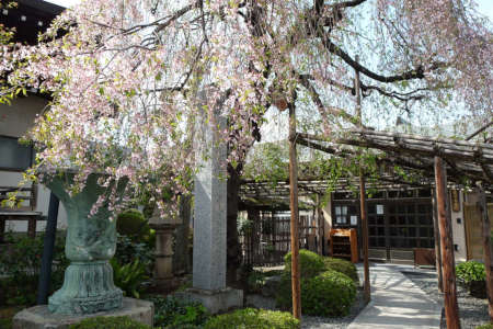 八王子市・しだれ桜が咲く善龍寺