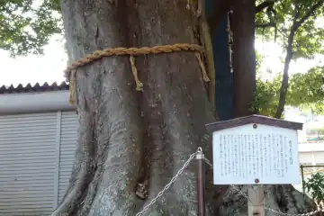 熊野神社のご神木に昔の恋物語