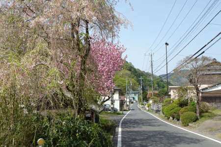 八王子市・里ザクラと花が終わった枝垂れ桜