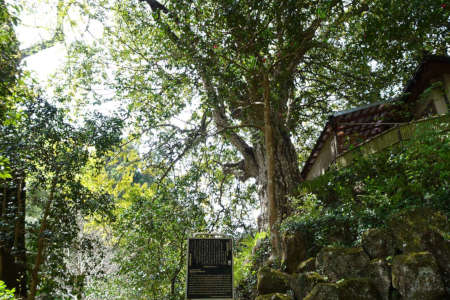 八王子市寶珠寺・参道にカゴノ木