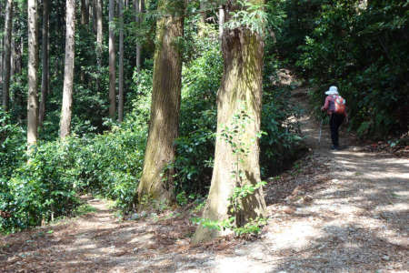 八王子市・裏高尾山縦走路の道