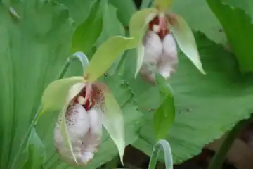 クマガイソウ・西山峠から草戸山
