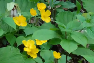 ヤマブキソウ・西山峠から草戸山