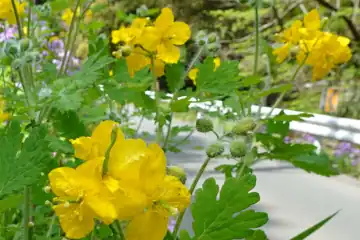 クサノオウ・西山峠から草戸山