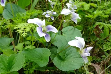 アメリカスミレサイシン・西山峠から草戸山