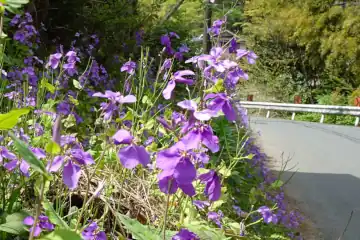 ムラサキハナナ・西山峠から草戸山