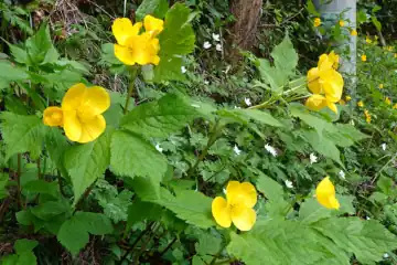 ヤマブキソウ・西山峠から草戸山