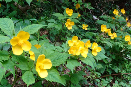 ヤマブキソウ・西山峠から草戸山