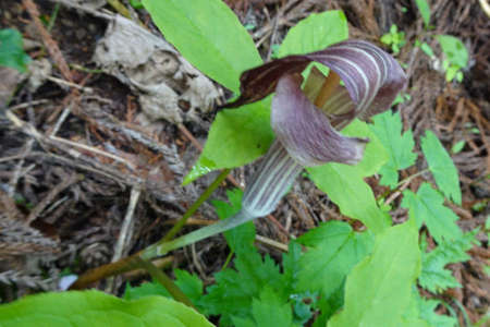 ミミガタテンナンショウ・西山峠から草戸山