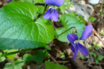 ニオイスミレ・西山峠から草戸山