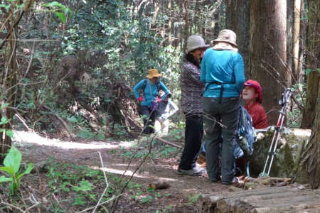 西山峠から草戸山・丸木橋から西山峠へ