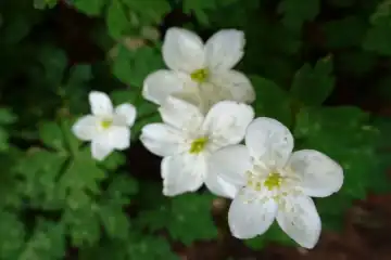 ニリンソウ・西山峠から草戸山